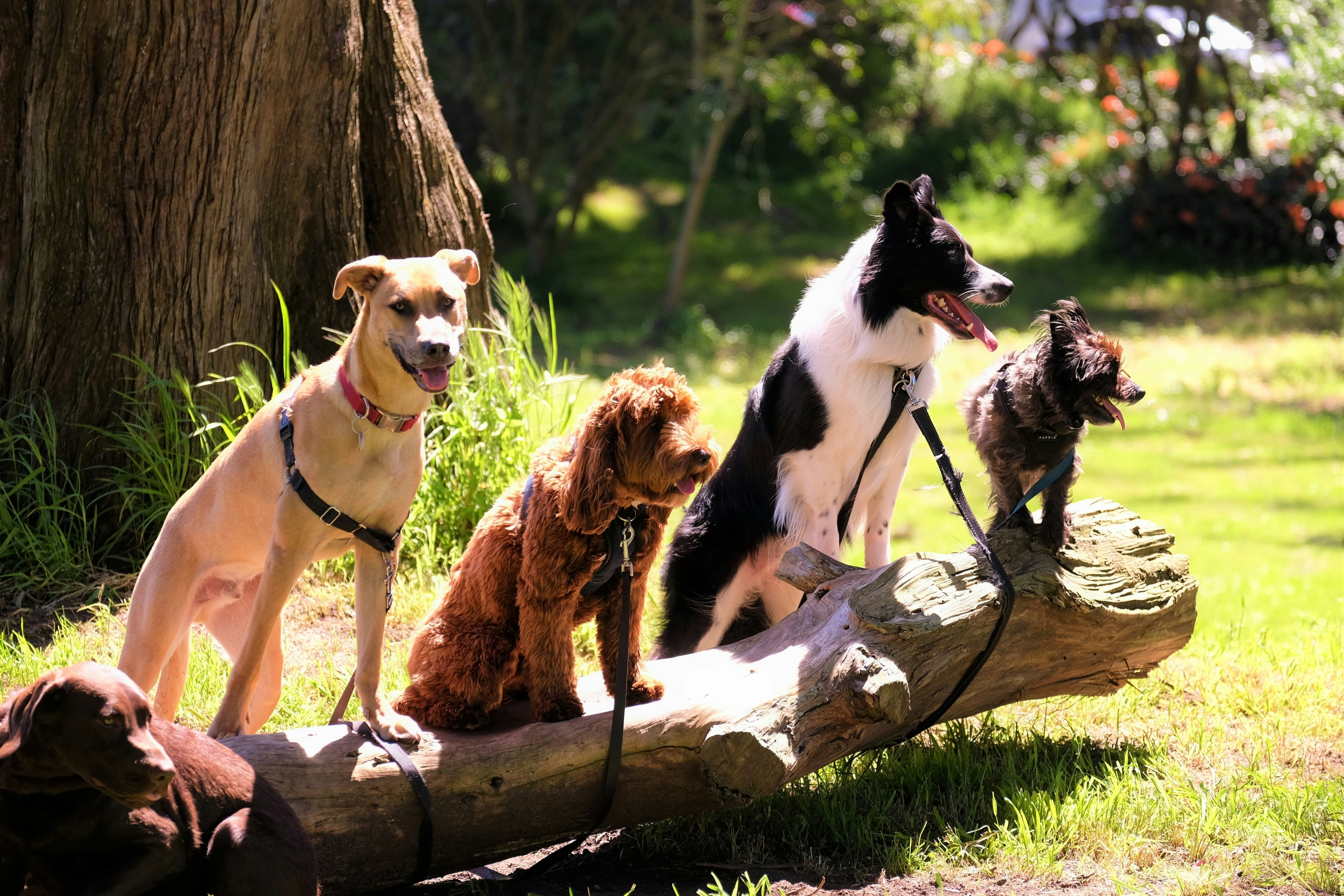 Welcher Hund passt zu mir? – Wichtige Faktoren bei der Wahl