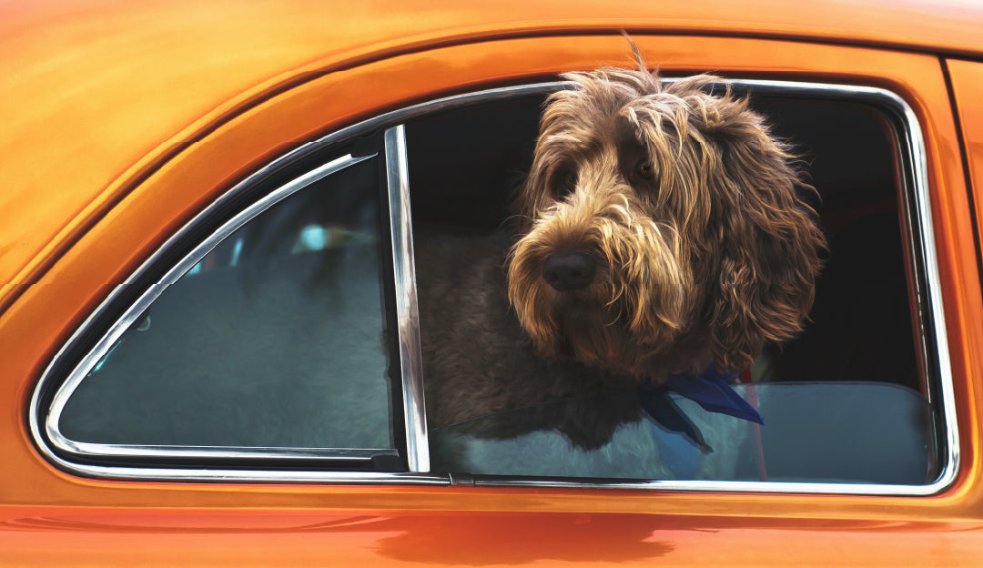 Hund auf einem Auto, der seinen Kopf aus dem Fenster streckt