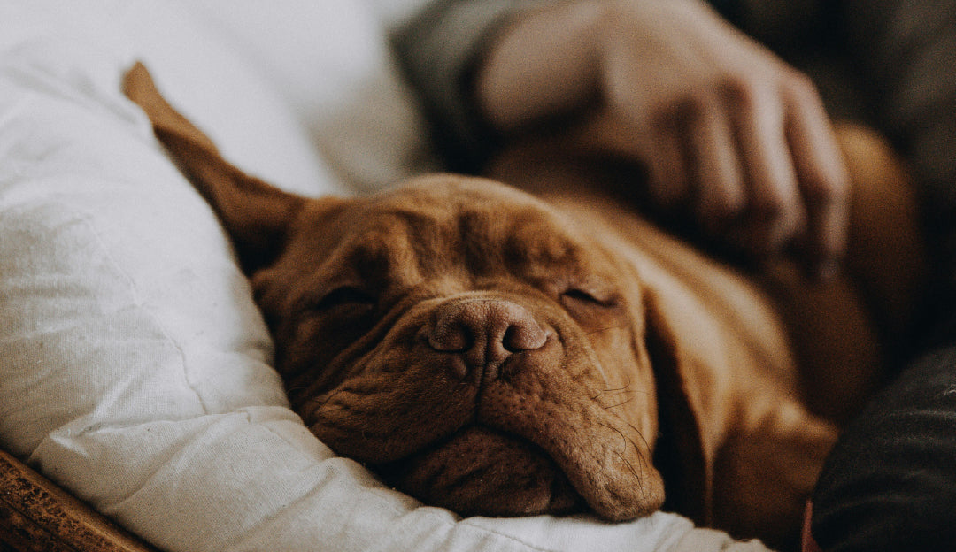 Ein Hund, der sich im Schlaf bewegt und sich von seinem Besitzer mit sanften Streicheleinheiten beruhigen lässt