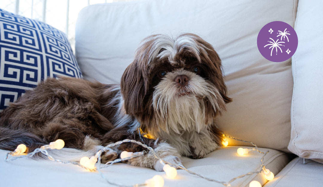 Nahaufnahme eines Hundes, der entspannt auf der Couch sitzt und mit Silvesterlichtern spielt