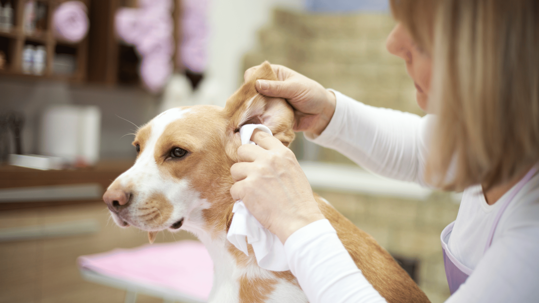 Ein Hundebesitzer reinigt die Ohren seines Hundes