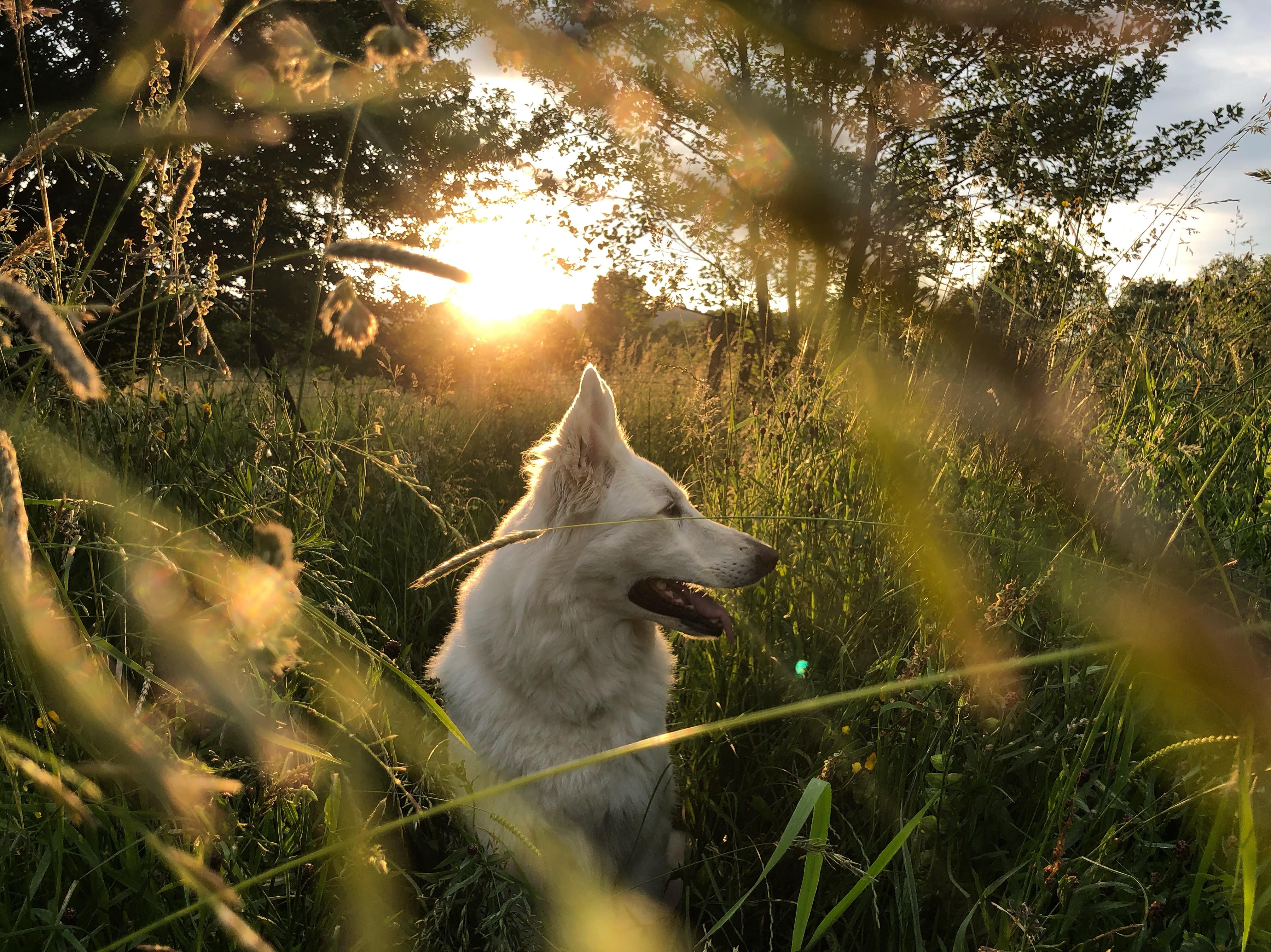 Ein Hund entspannt sich in der freien Natur