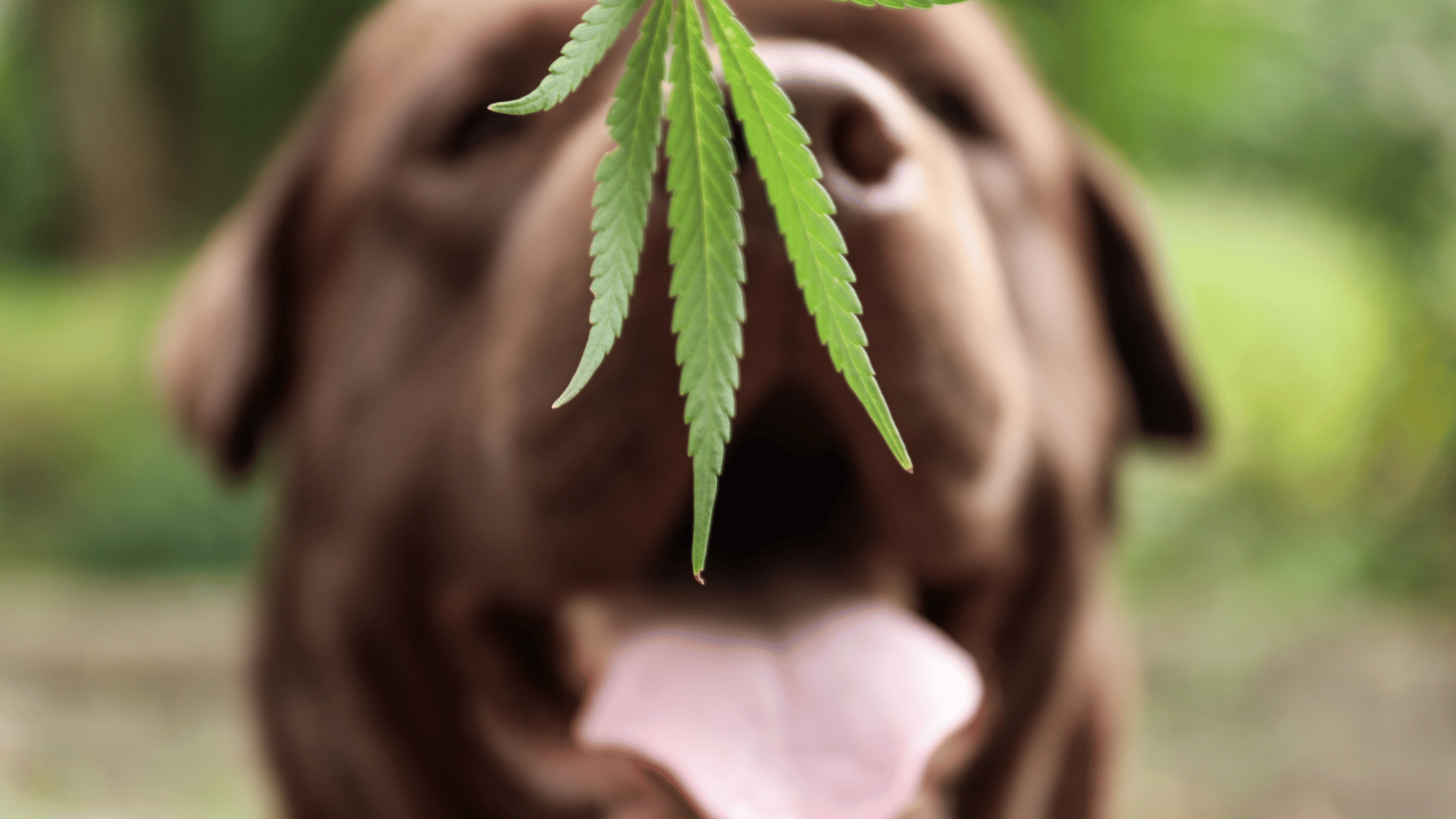 Ein brauner Hund mit herausgestreckter Zunge im Hintergrund, fokussiert auf ein Hanfblatt im Vordergrund. Die Szene symbolisiert die Verbindung von Hanf und Haustierwohlbefinden.