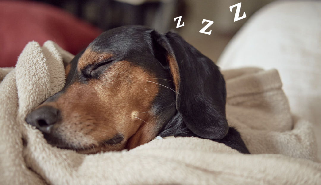 A sleeping dog wrapped in comfortable covers