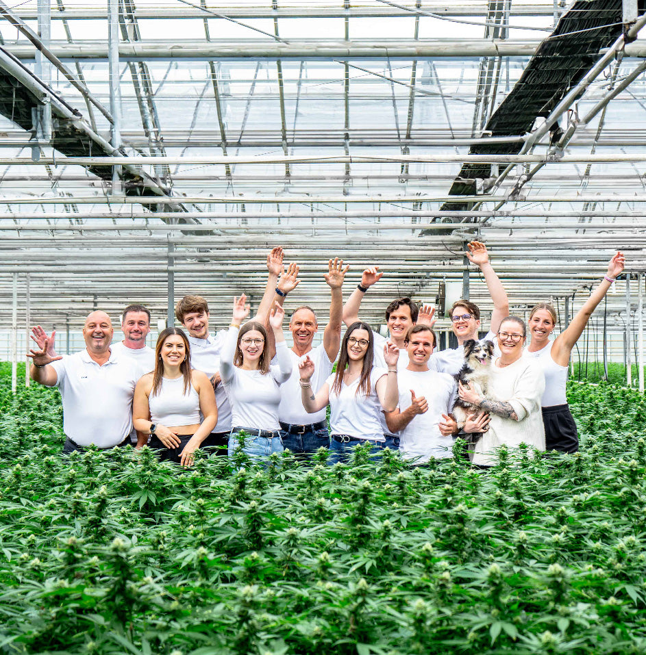 Zwischen Cannabis-Pflanzen stehende Menschen, die in die Kamera winken. Es handelt sich um das Calitamex-Team.