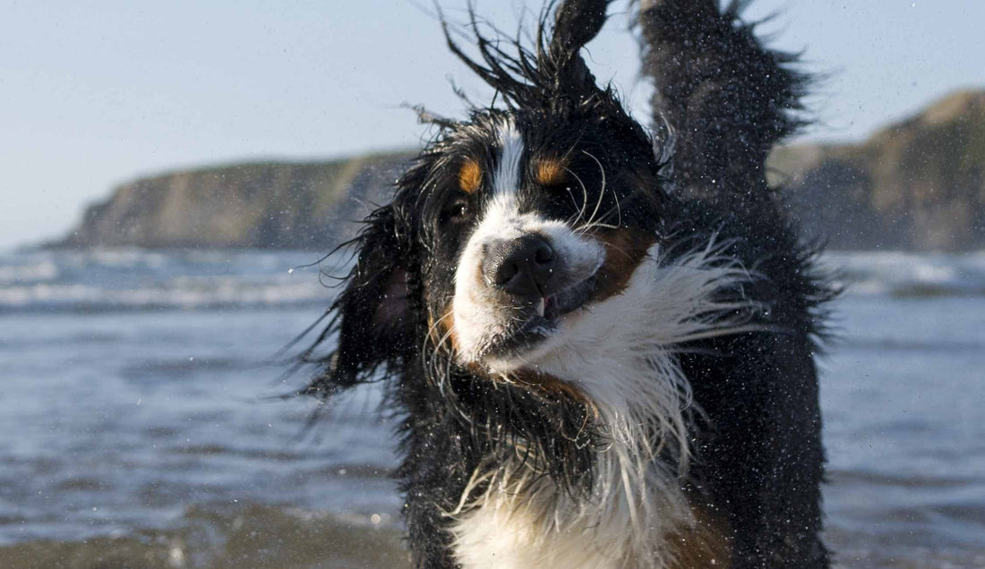 Hund schütteln den Kopf am Strand beim Meer.